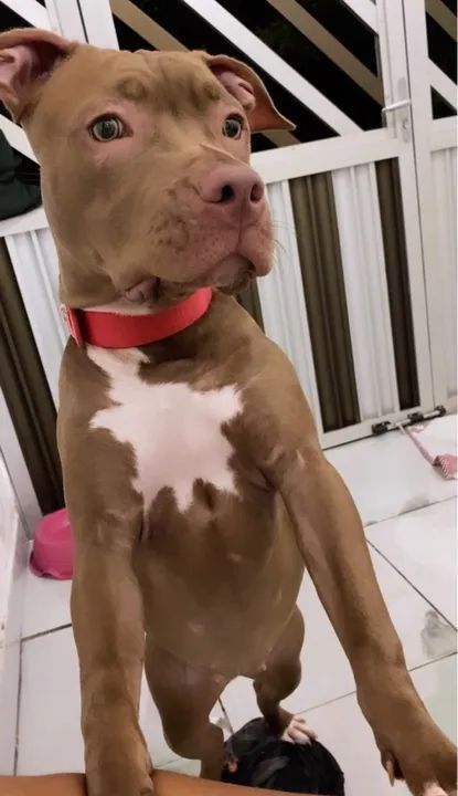 Pitbull filhote disponível