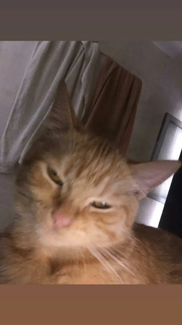 Gatinho para adoção responsável, amável um lindão!