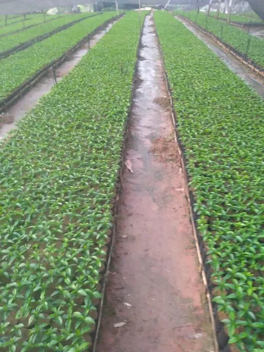 Mudas de café arábica 