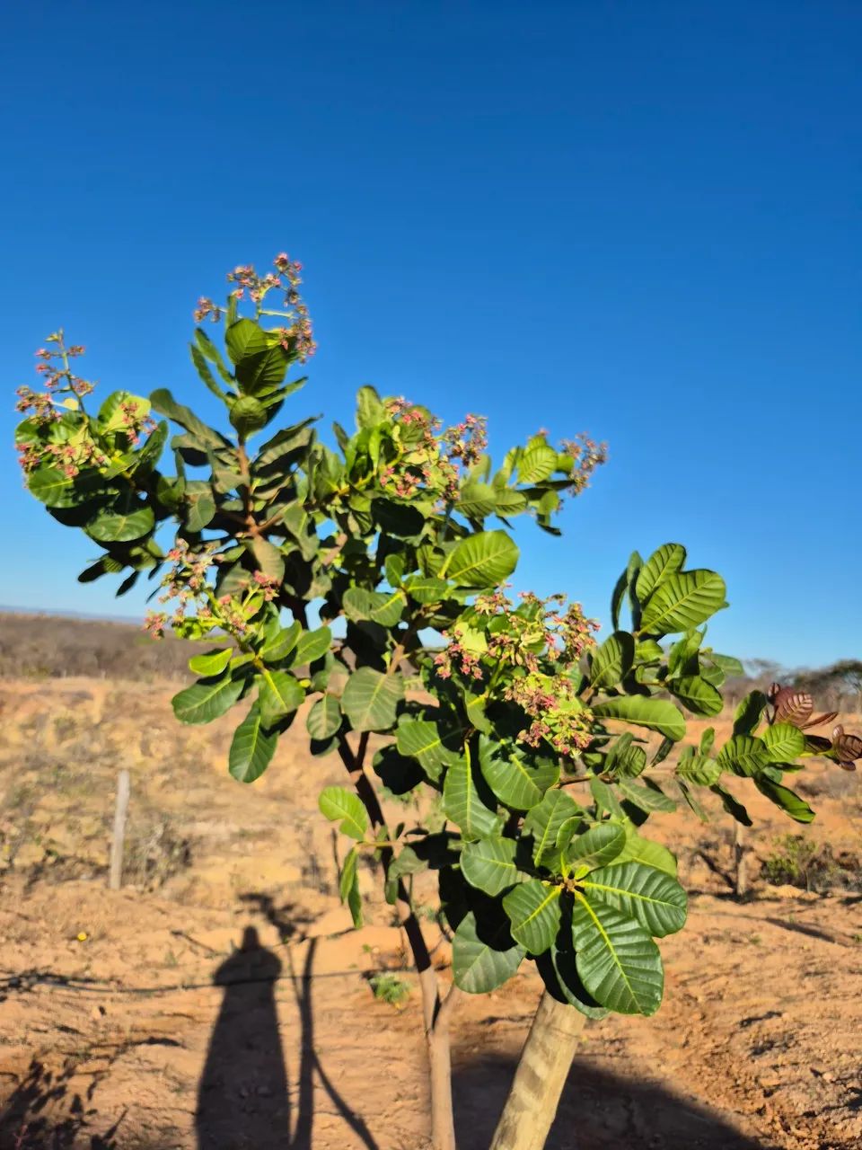 Chácara de mil metros joia do cerrado  - Foto 12