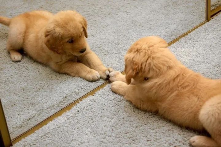  Filhotinhos de Golden Retriever, lindos e Vacinados  - Foto 2