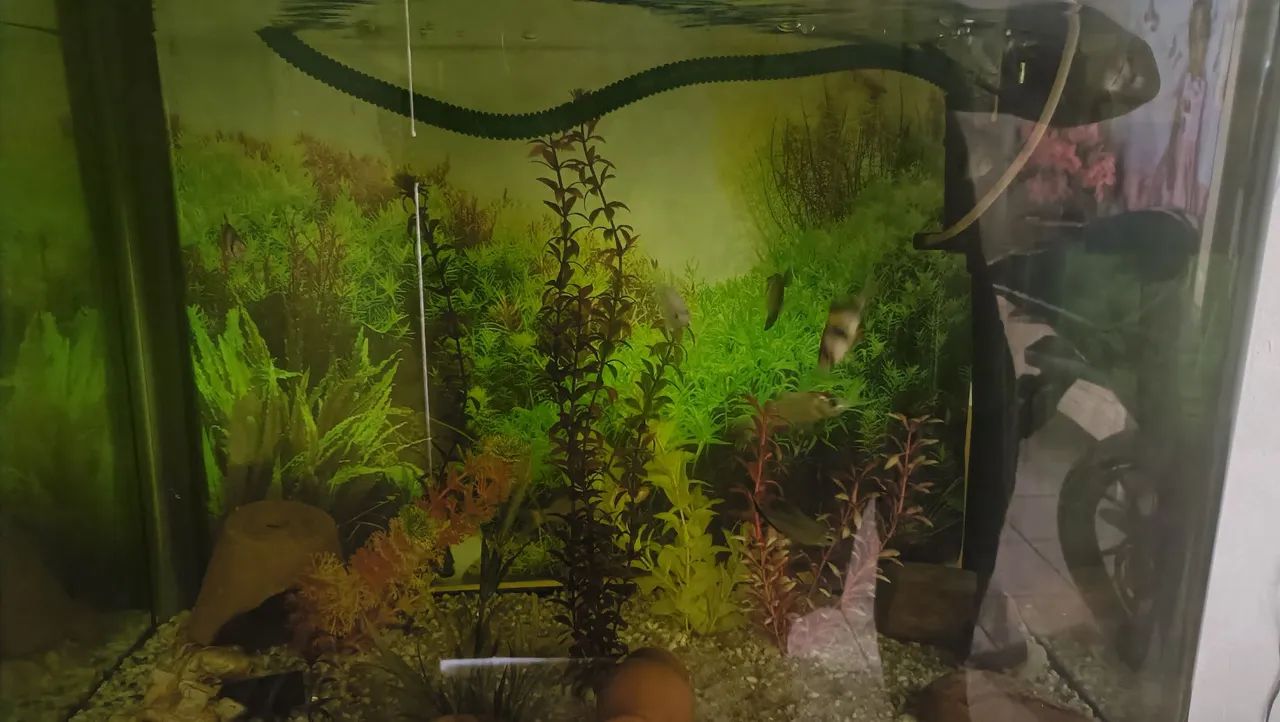 Aquário de 100L com Acessórios - Foto 6