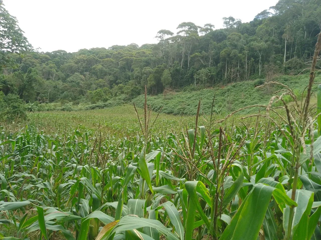Sítio pedras azul 4 alqueires  - Foto 10