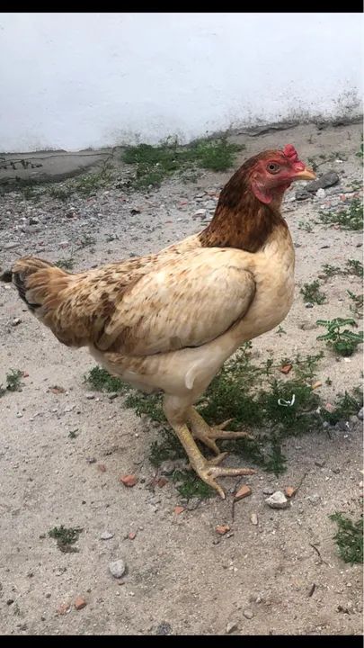 Galinha caipira 