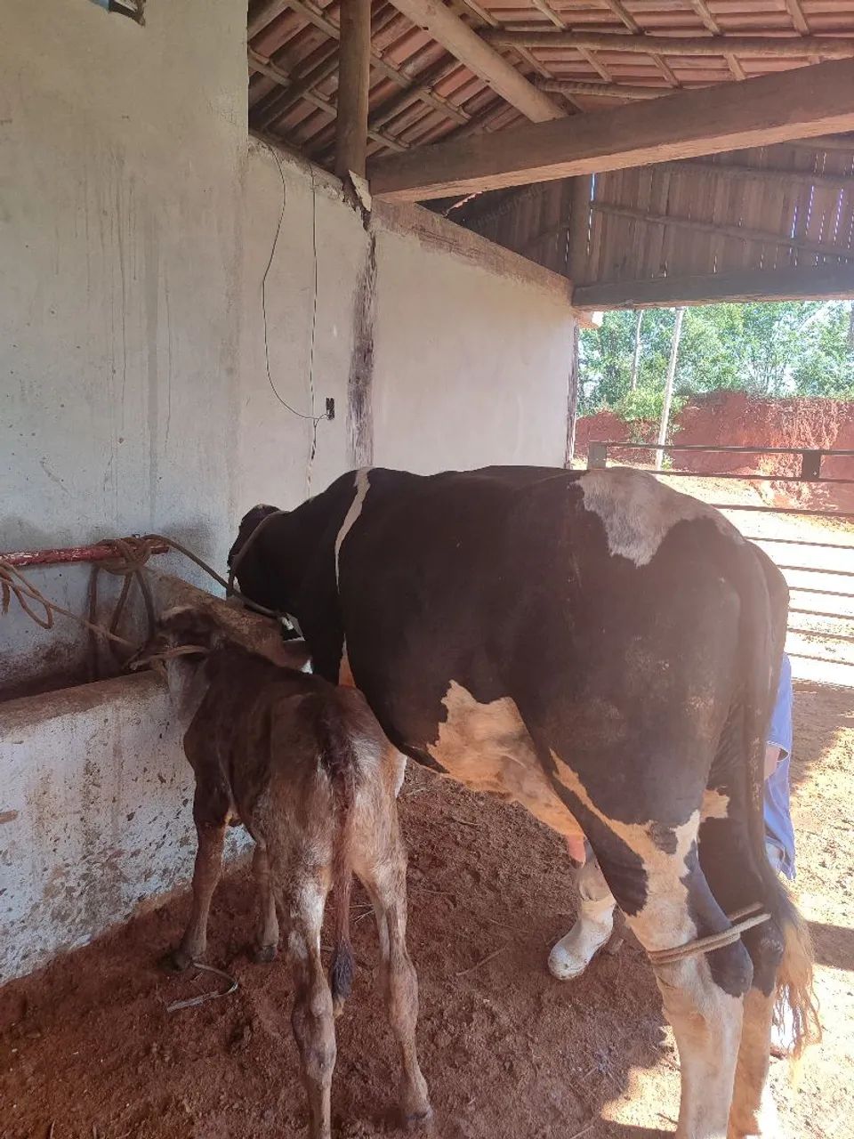 Vendo vacas paridas dando leite  - Foto 3