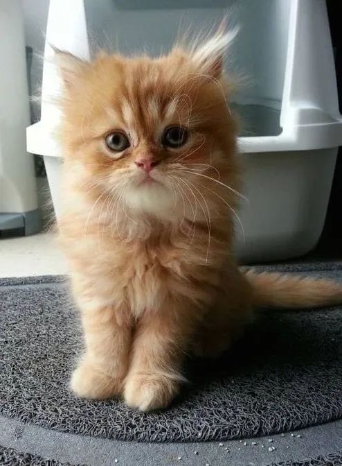 Persa Fofinhos Filhotes  - Foto 4