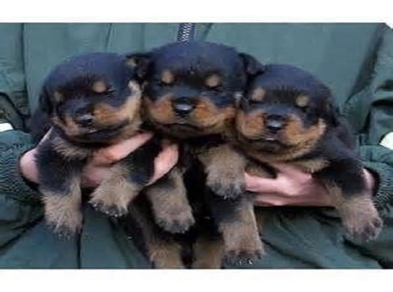 Três filhotes de Rottweiler