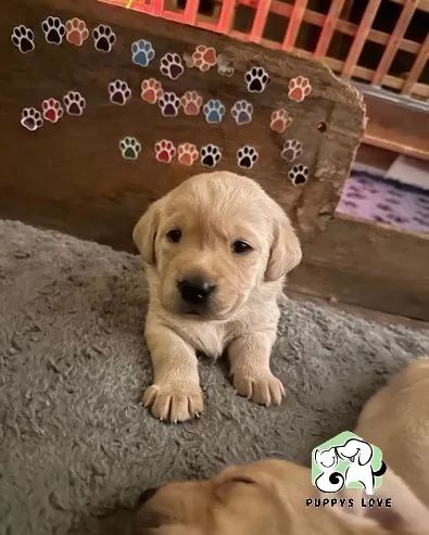 Labrador linhagem campea ( foto real fêmea em loja ) - Foto 2