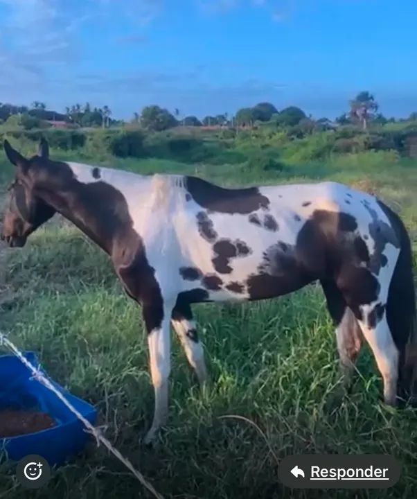 Égua campolina homozigota com registro  - Foto 6