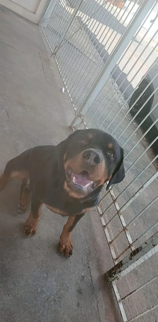 Rottweiler