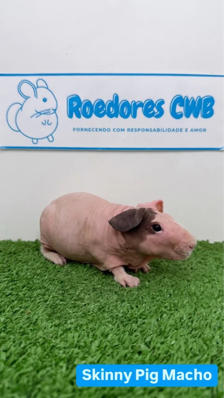 Filhotes de Porquinho da Índia (Roedores CWB)  - Foto 3