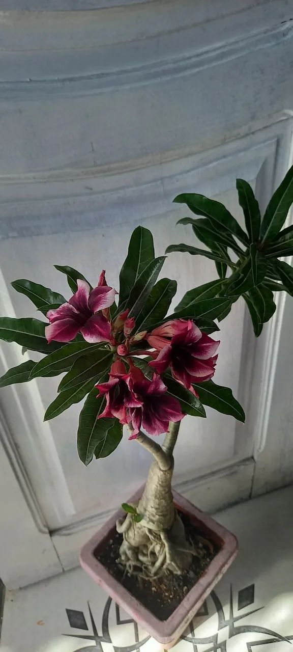 Rosa d d buque e perfumada(d galho)30 cm - Foto 4