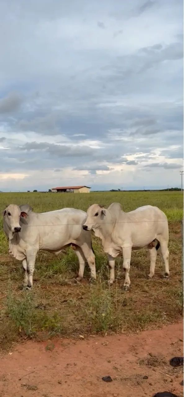 LOTE COM 02 NELORE REGISTRADOS