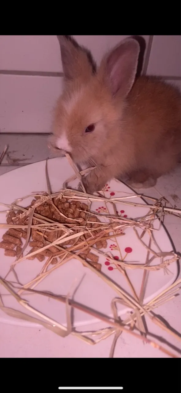Vendo coelho lionhead filhote