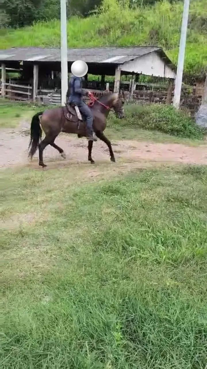 Cavalo Mangalarga  - Foto 3