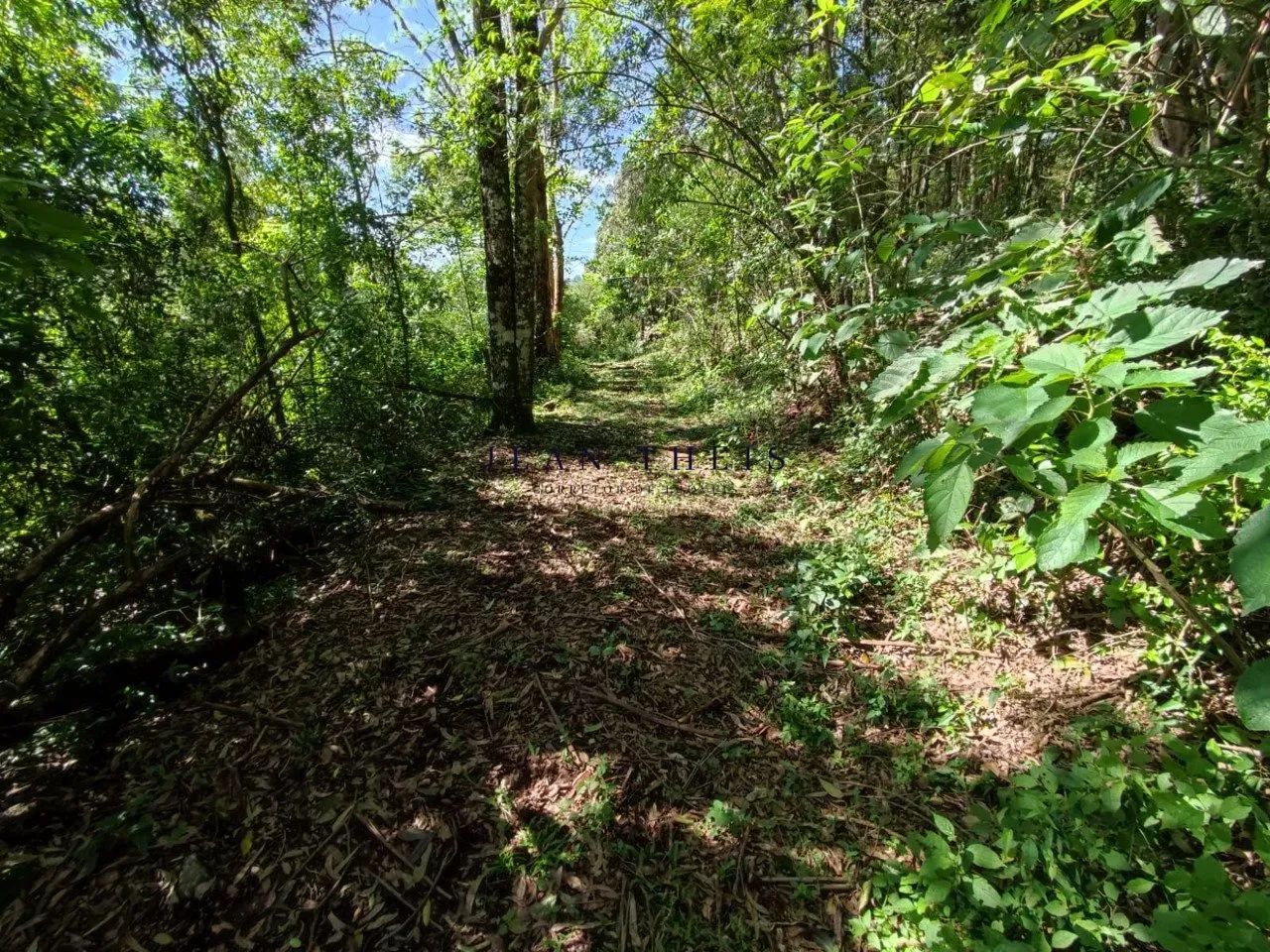 Chácara de 3 Hectares em Farroupilha - Foto 5
