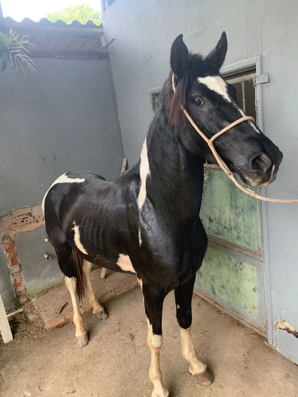 Cavalo mangalarga pampa de preto  - Foto 2