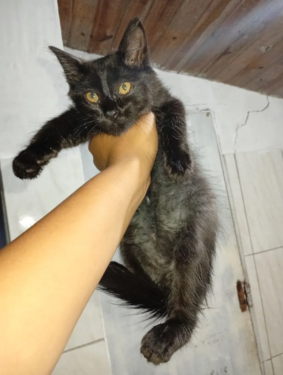 Gatinho Preto - Adote Já!