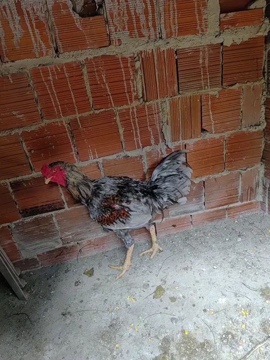 Galo bonito e saudável para venda