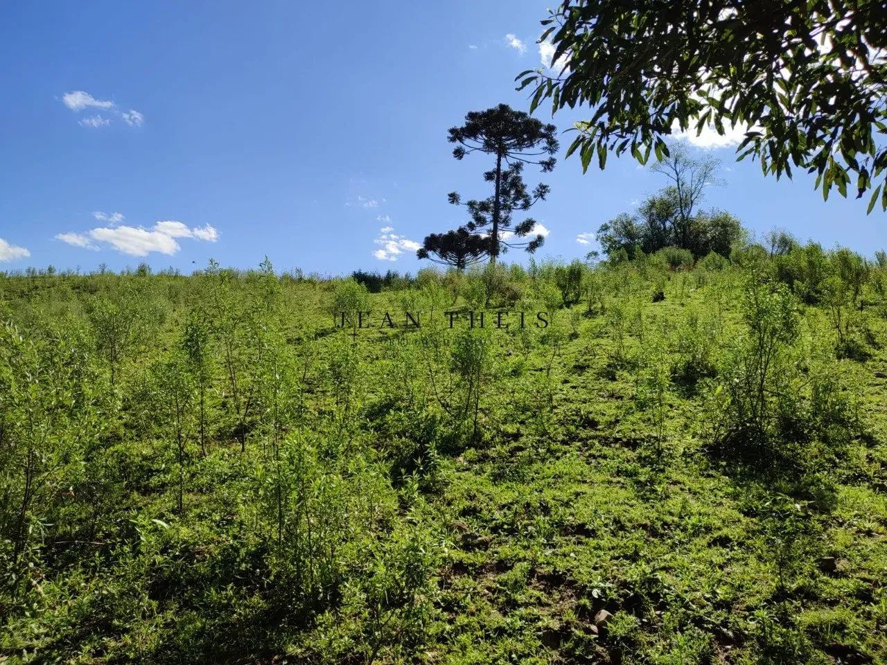 Chácara de 3 Hectares em Farroupilha - Foto 2
