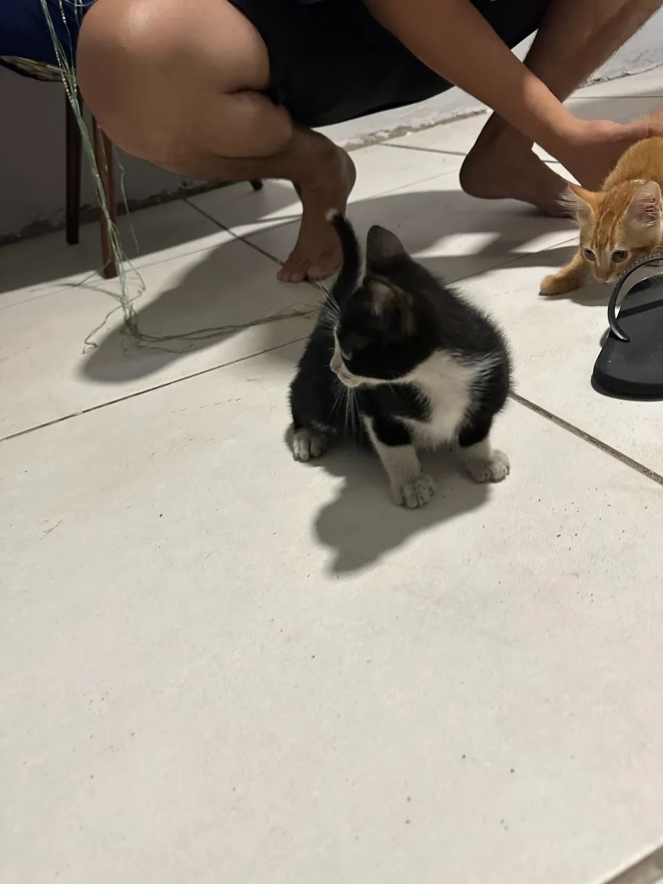 ADOÇÃO! GATO FILHOTE FRAJOLA ( MACHO ) - Foto 2