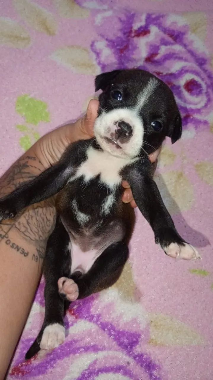 Filhote Pitbull Fêmea  - Foto 2