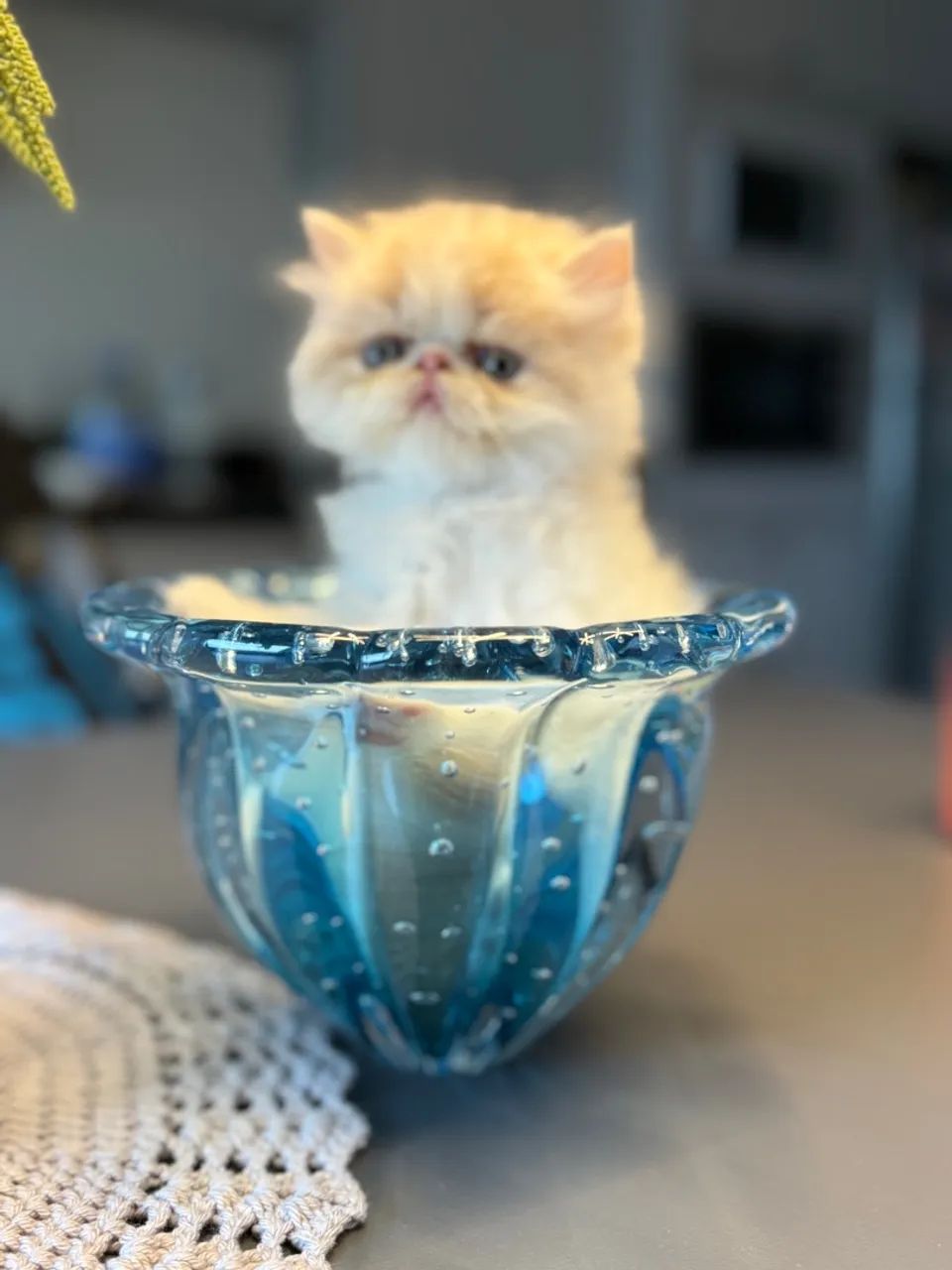 Gatinho Persa - Filhote Macho  - Foto 2