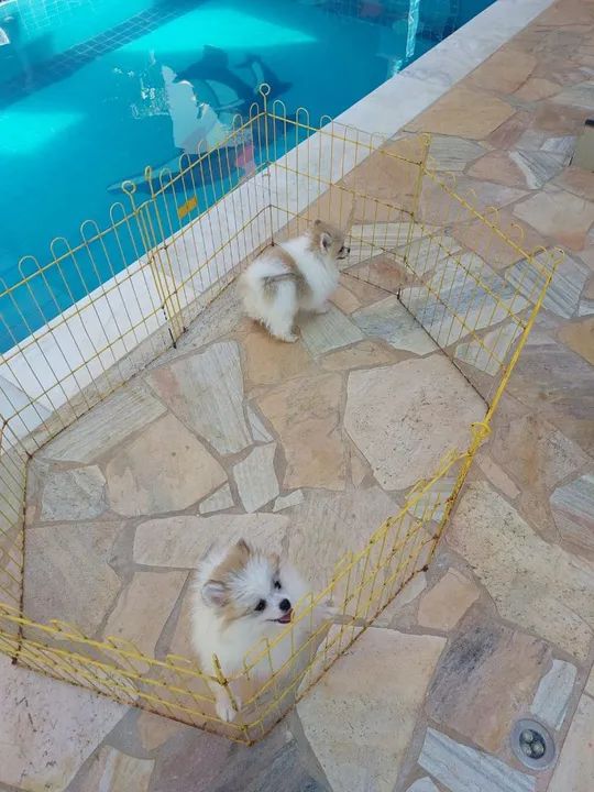 Filhote de Spitz Alemão - Foto 4