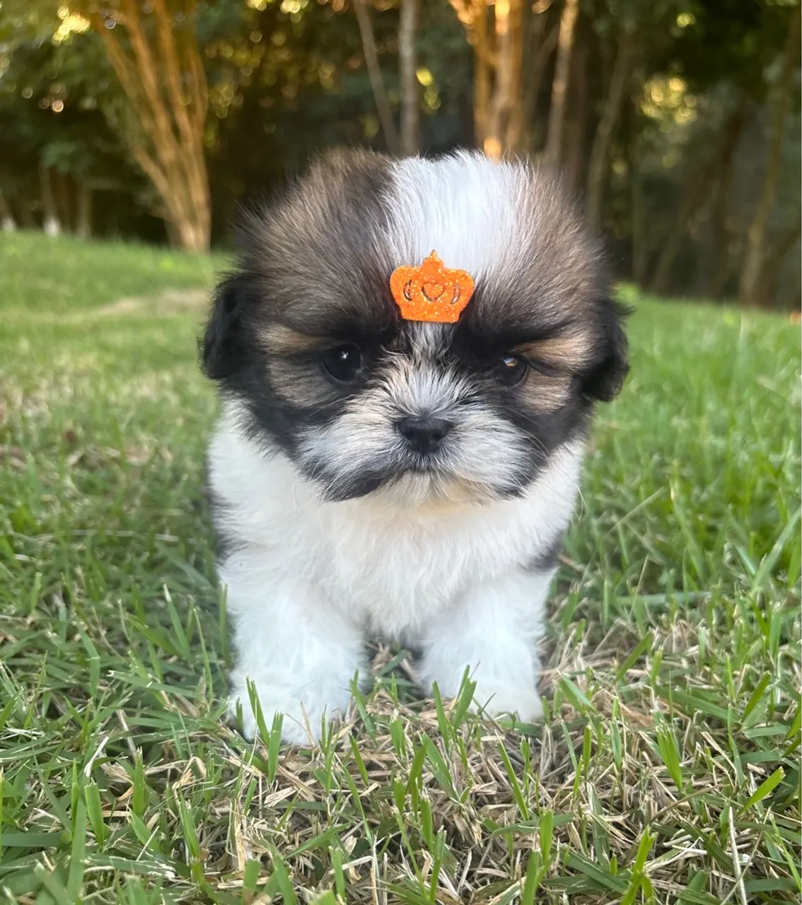 Vendo Fêmea de Shitzu Mini
