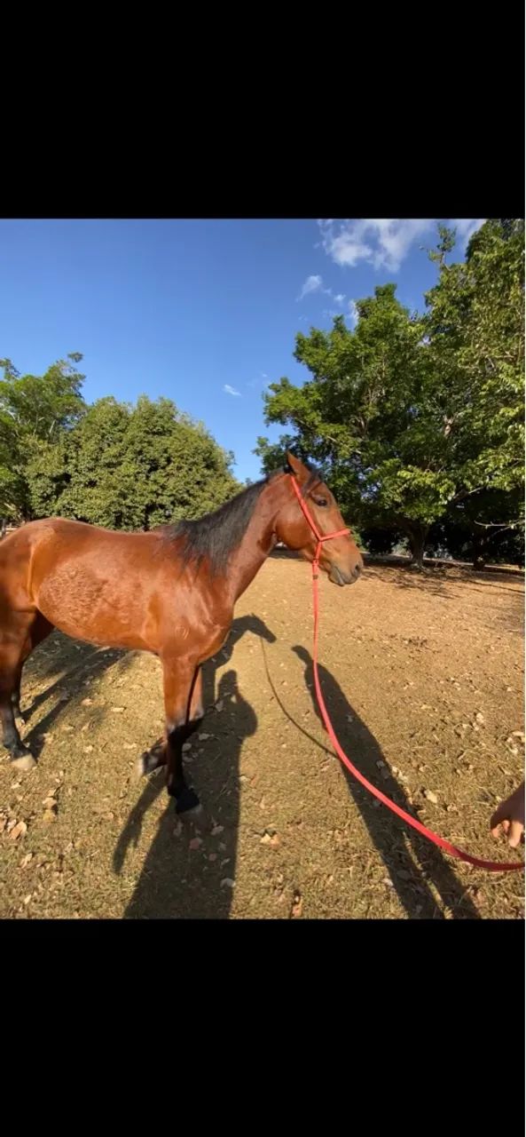 Cavalo mangalarga marchador  - Foto 2