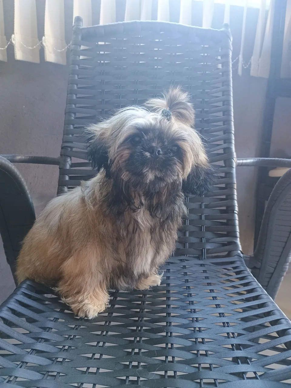 Shih Tzu macho