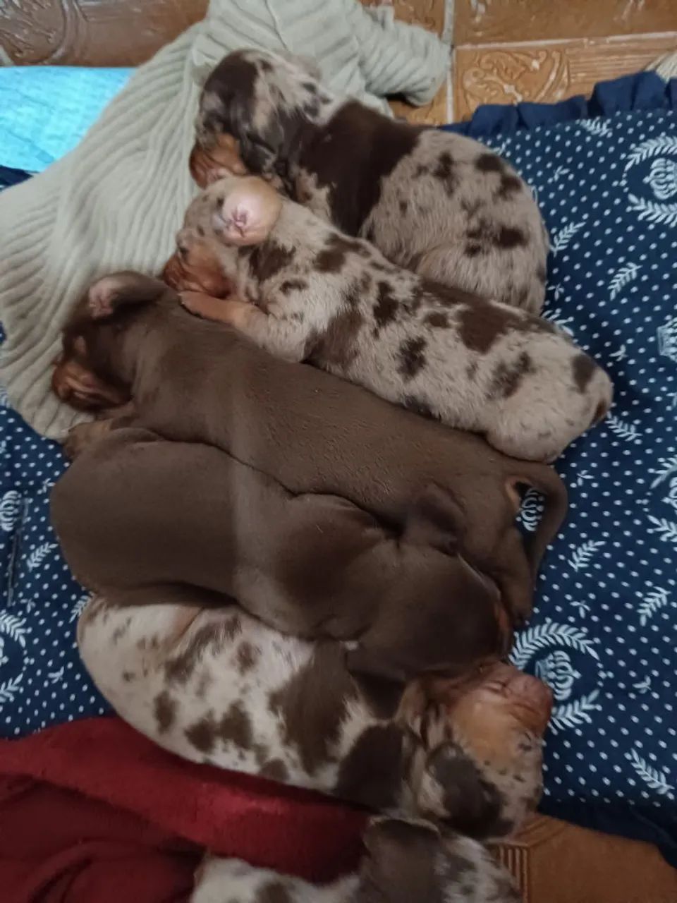 Venda de cachorro Basset  - Foto 3