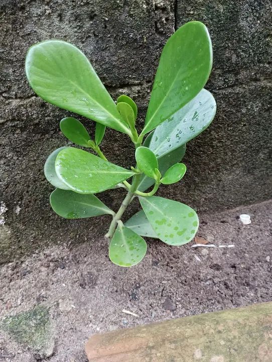 Plantas - mudas - Foto 2