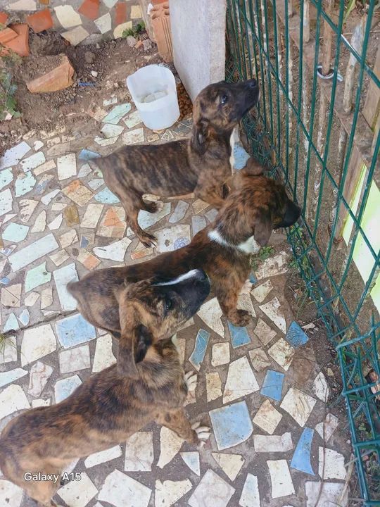 Filhotes de cachorro srd não sabemos tipo de raça é  - Foto 4