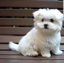 Maltês tamanho micro e padrão, com garantias e suporte veterinário de maneira gratuita!