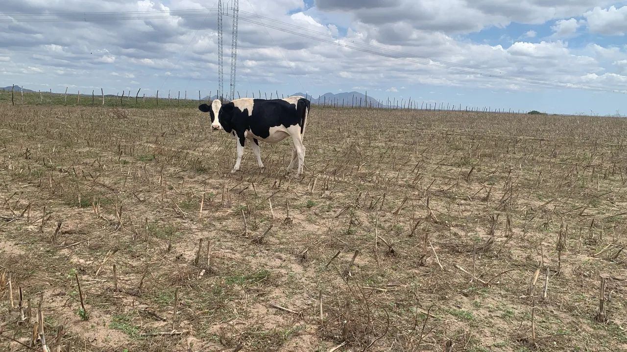Vacas , Novilhas , Garrotas ,  Bezerros no Ceará   - Foto 3