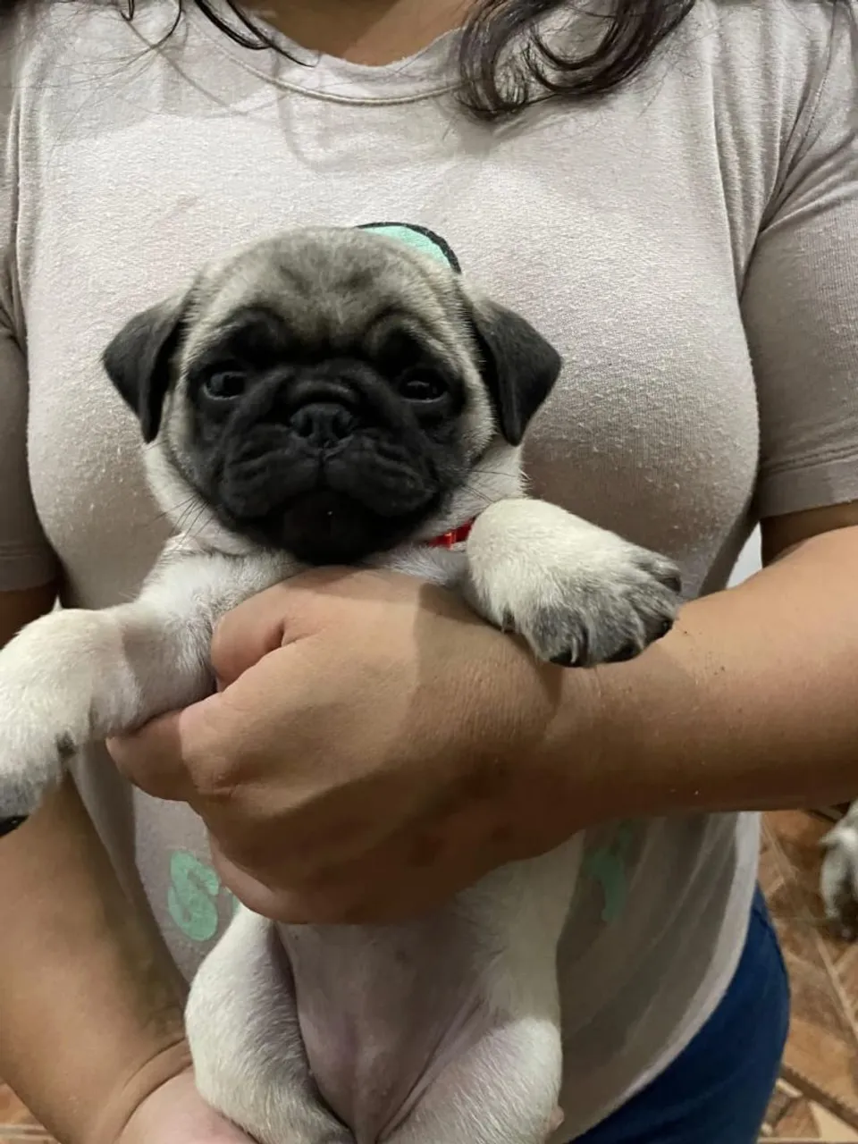 Filhote de Pug fêmea 