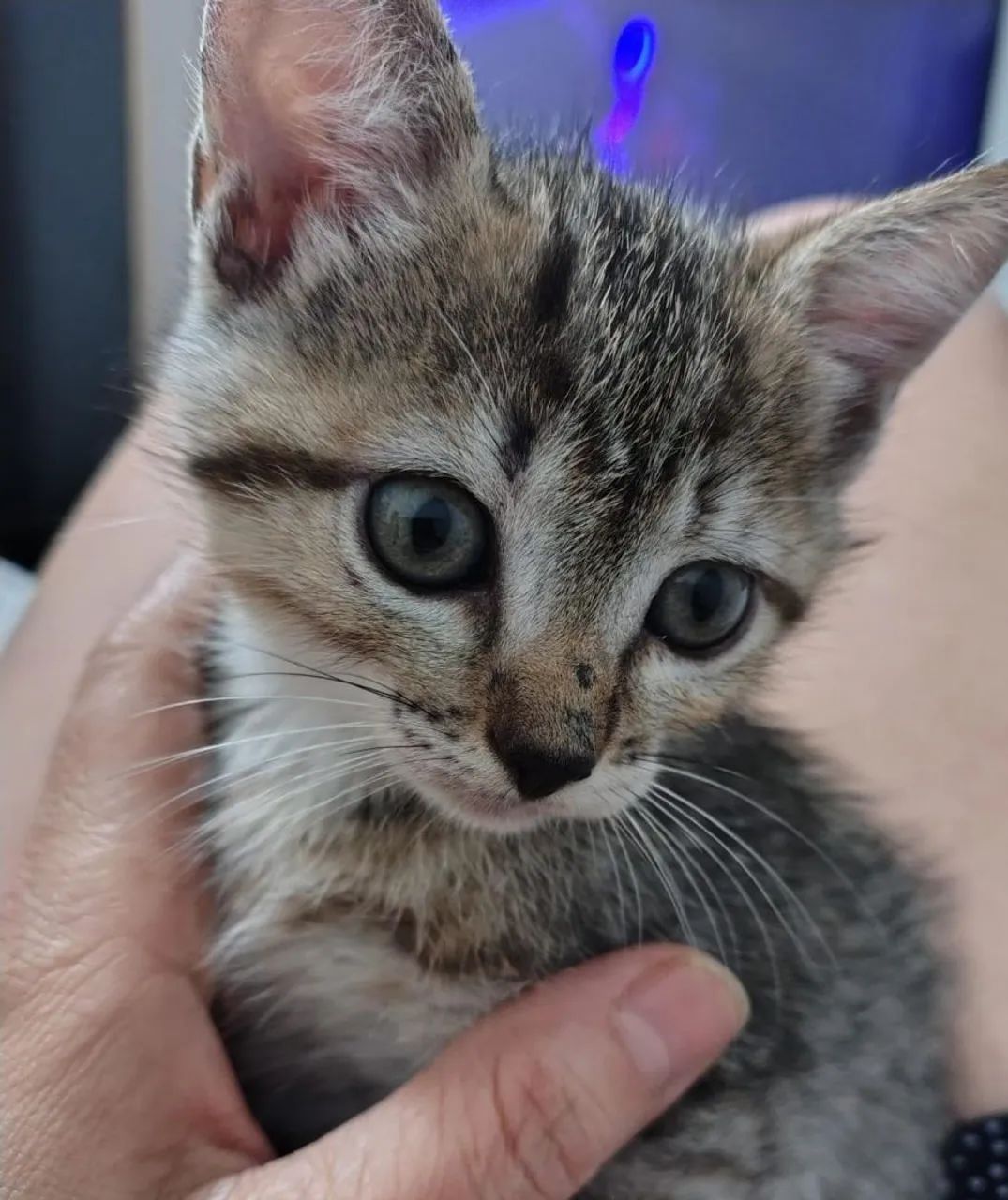 Filhotes de gato para doação  - Foto 2