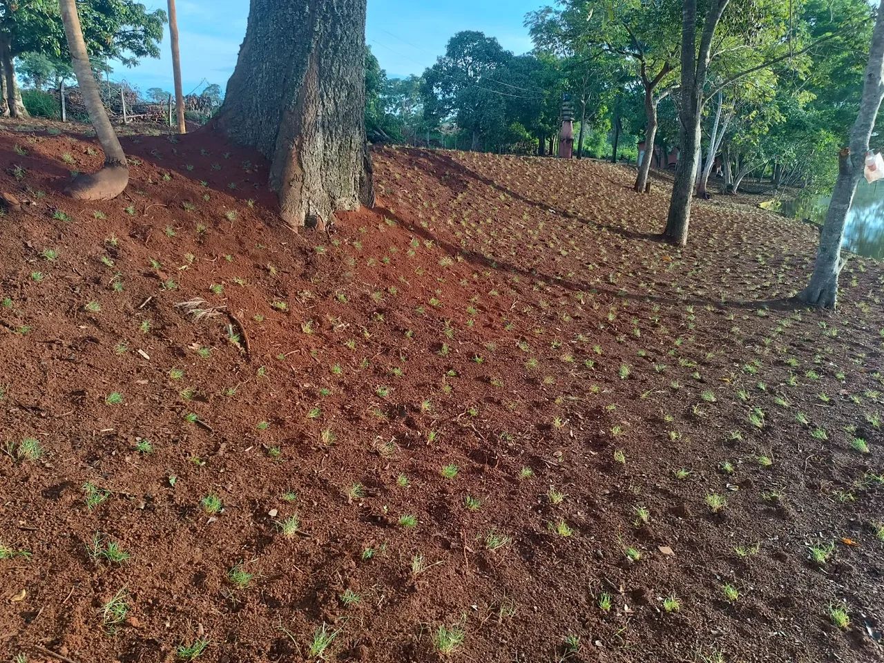 Gramas De Otima Qualidade  - Foto 5
