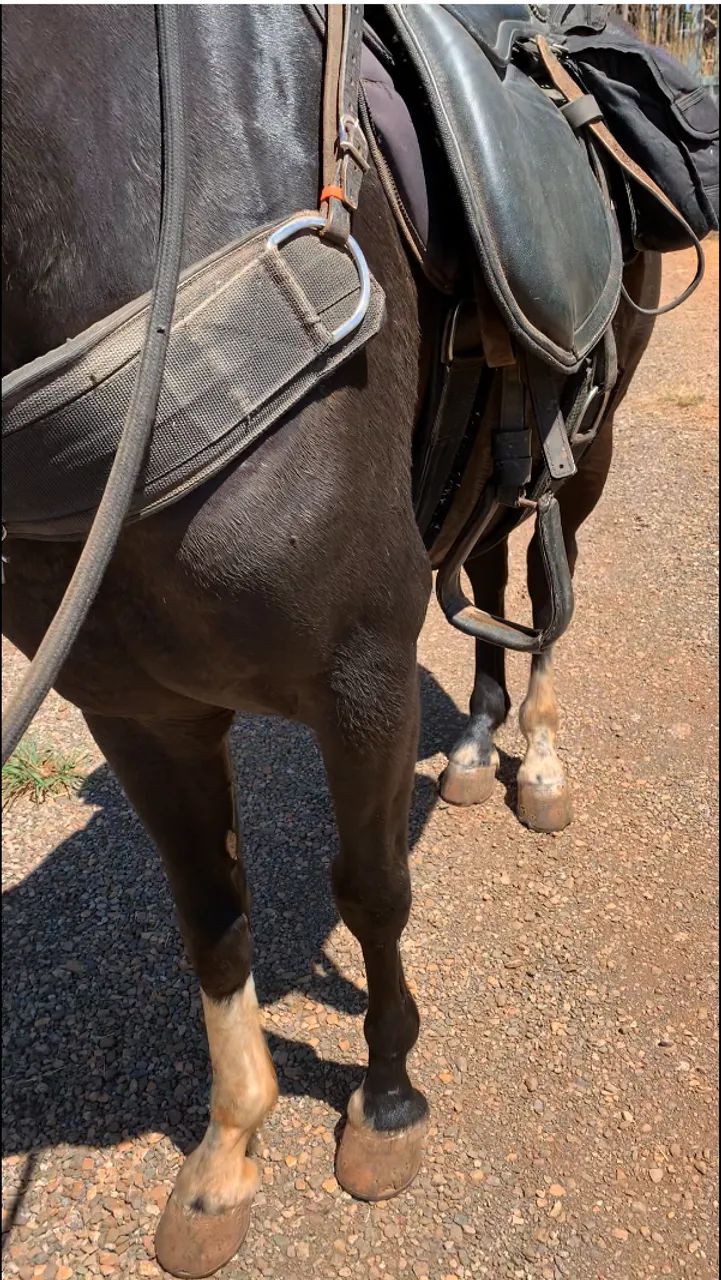 Cavalo Mangalarga Marchador Preto - Fator do Kelner - Dócil e Registrado. - Foto 3