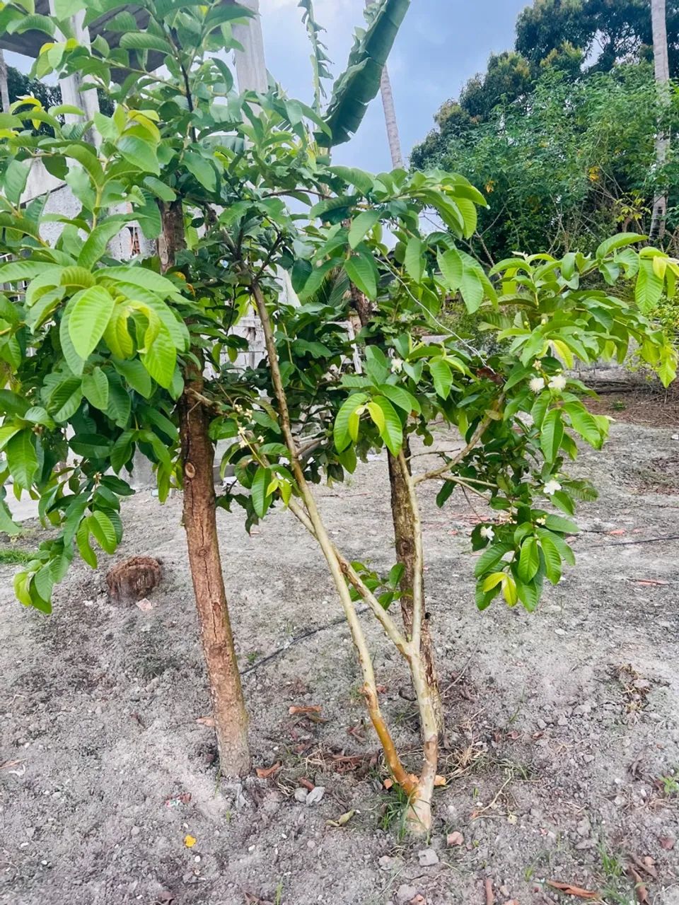 Sítio para vender ou trocar em Itaporanga da Judá - Foto 4