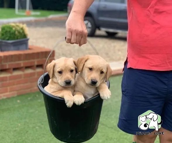 Labrador linhagem campea ( foto real fêmea em loja ) - Foto 5