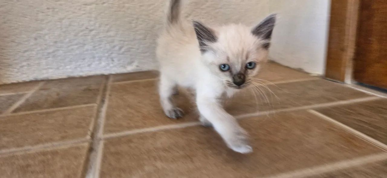 Filhote siamês  - Foto 3