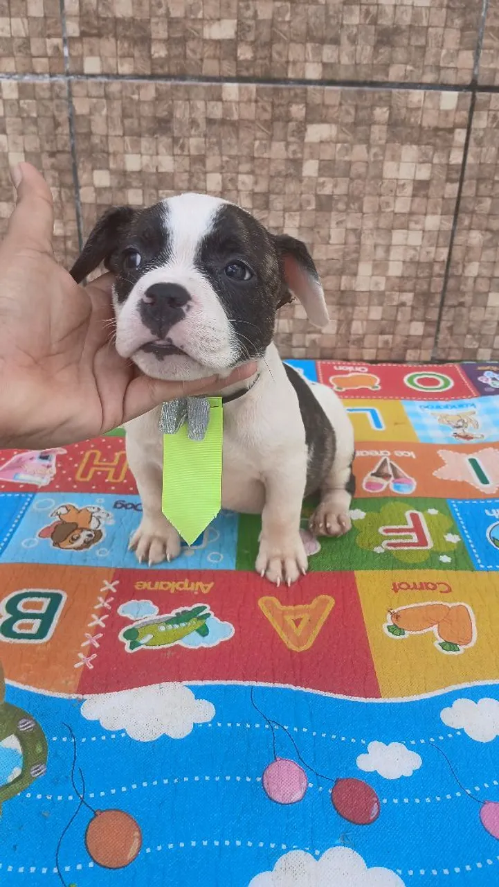 VENDO LINDO FILHOTE EXOTIC BULLY