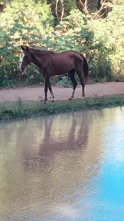 Egua mansinha boa de cela - Foto 2