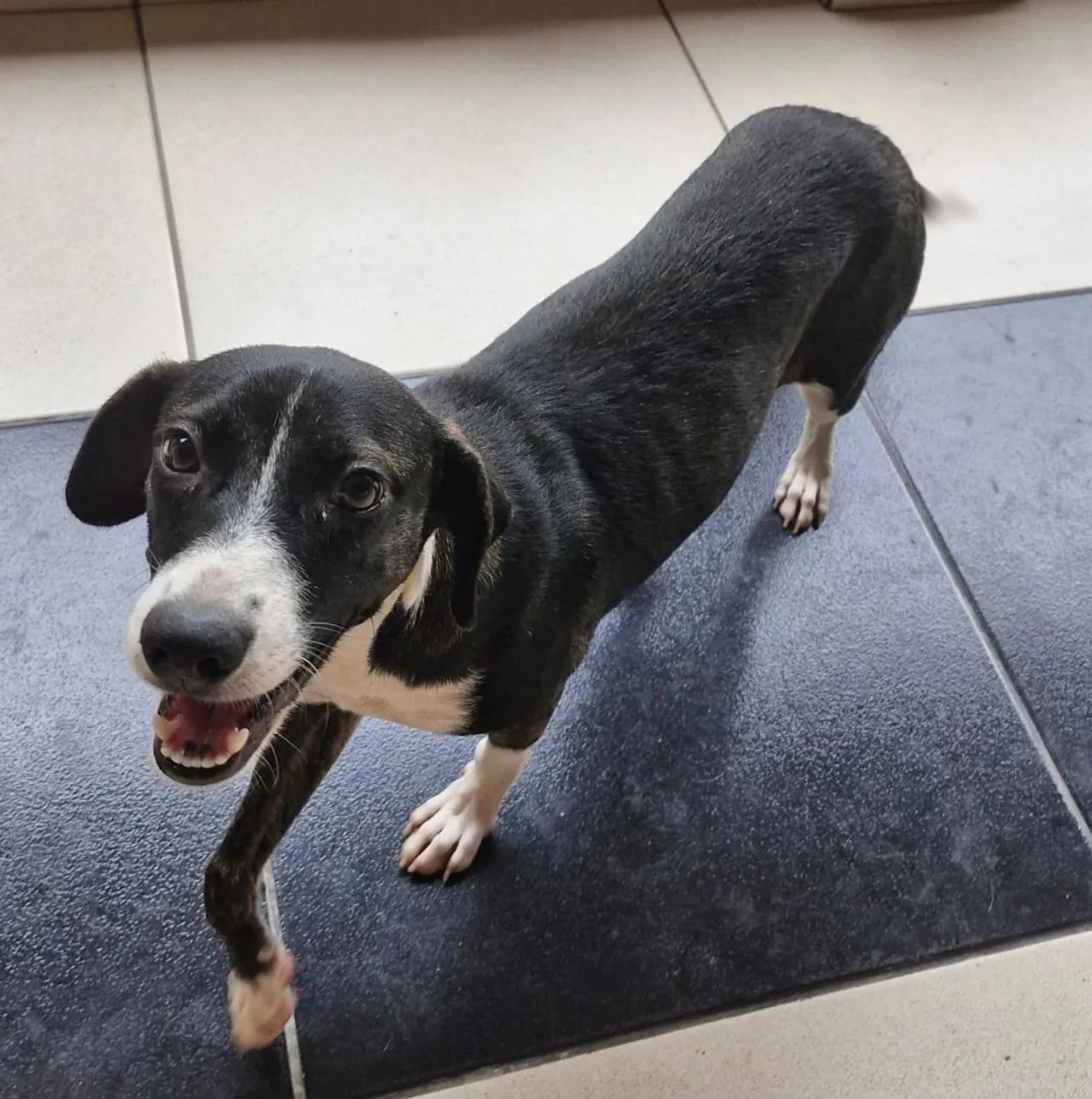 Cachorrinha para adoção (fêmea) - Foto 5