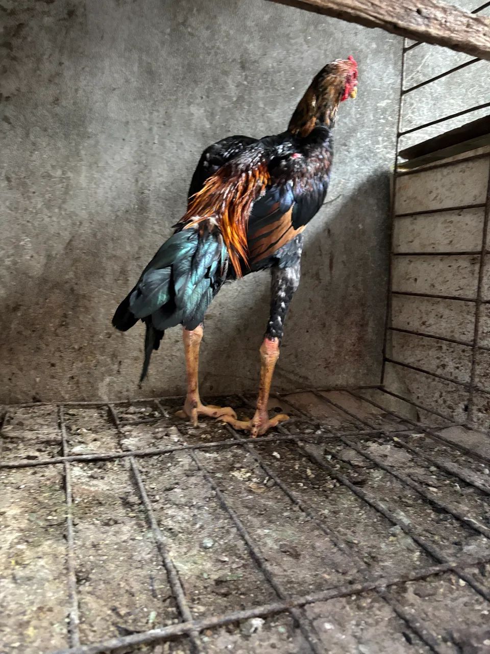 Vendia galos. Valor unitário. - Foto 5