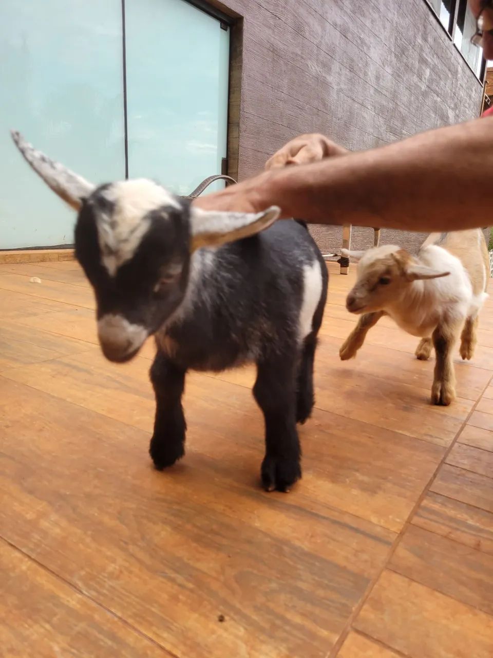 #minicabras - Foto 2