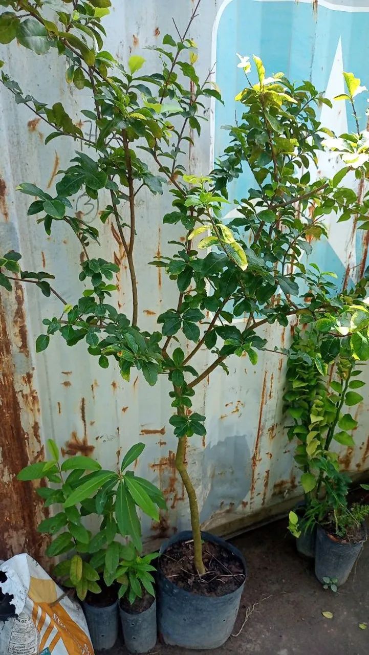 Vendo mudas frutíferas de pequeno porte  - Foto 5