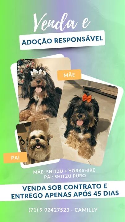 Filhotes Shih Tzu - Venda sob Contrato